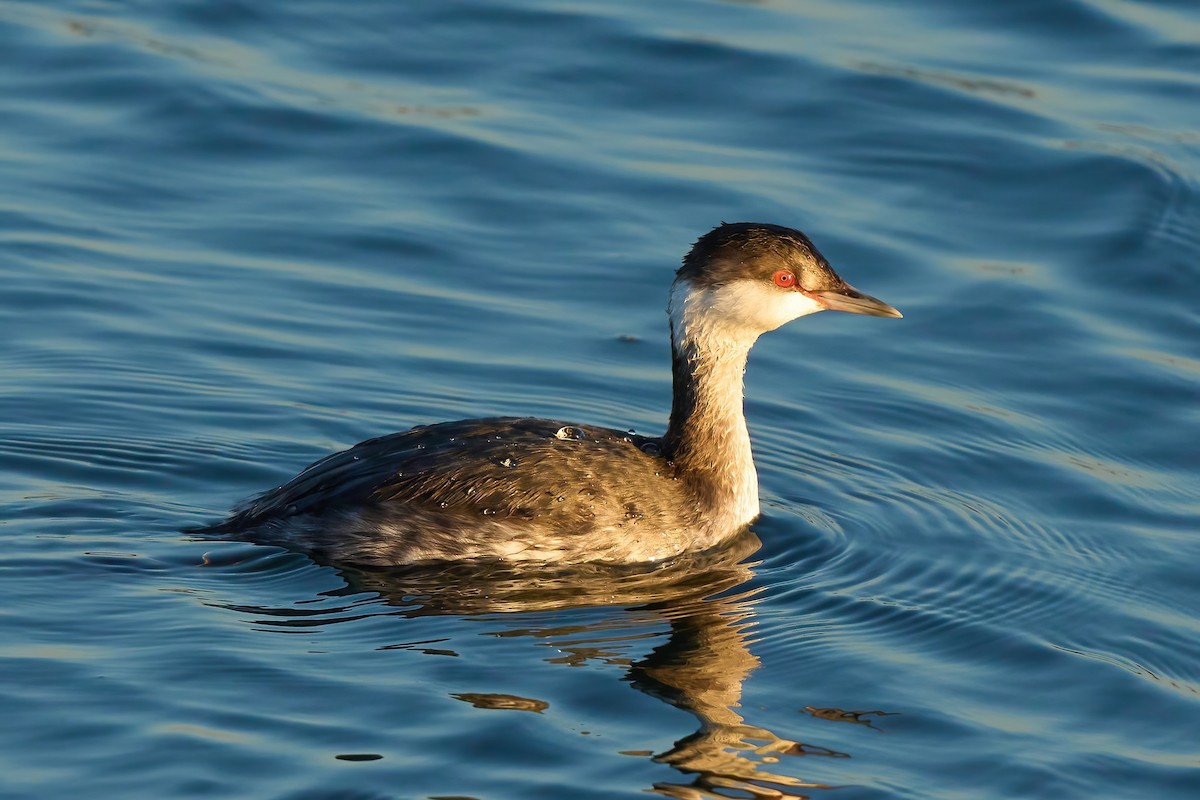 Horned Grebe - ML647019717