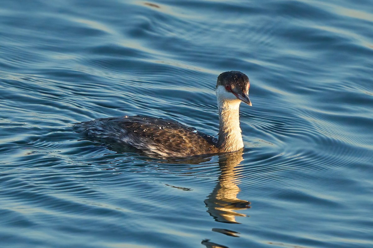 Horned Grebe - ML647019718