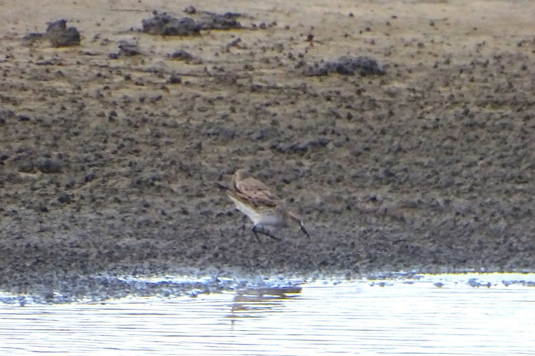 White-rumped Sandpiper - ML647019719