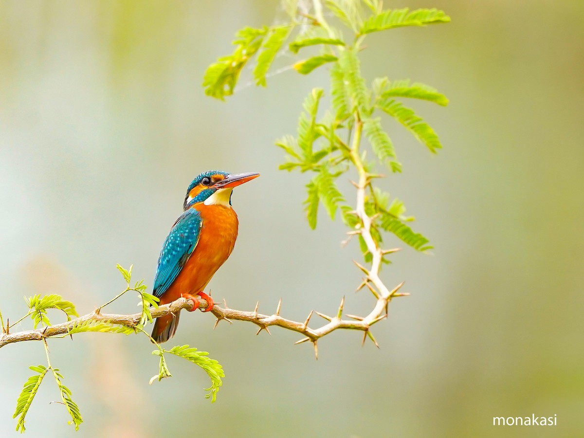 Common Kingfisher - ML647019720