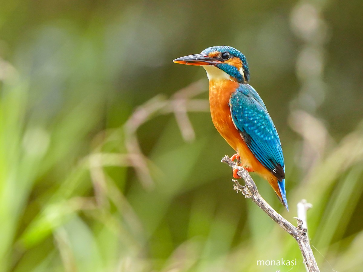 Common Kingfisher - ML647019721