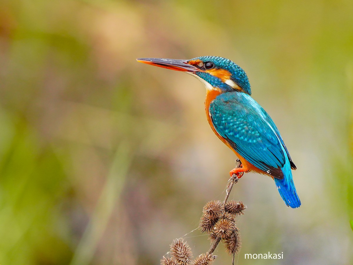 Common Kingfisher - ML647019722