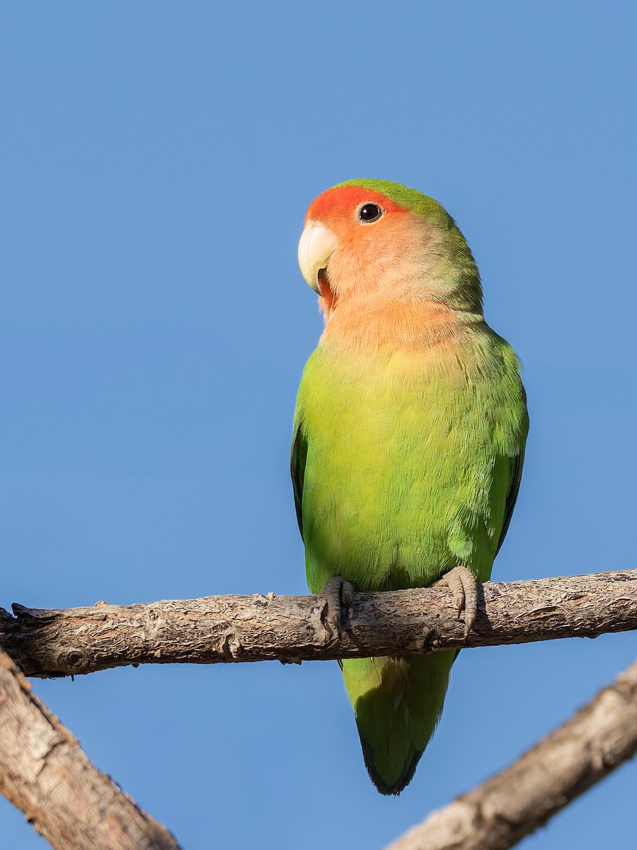 Rosy-faced Lovebird - ML647019724