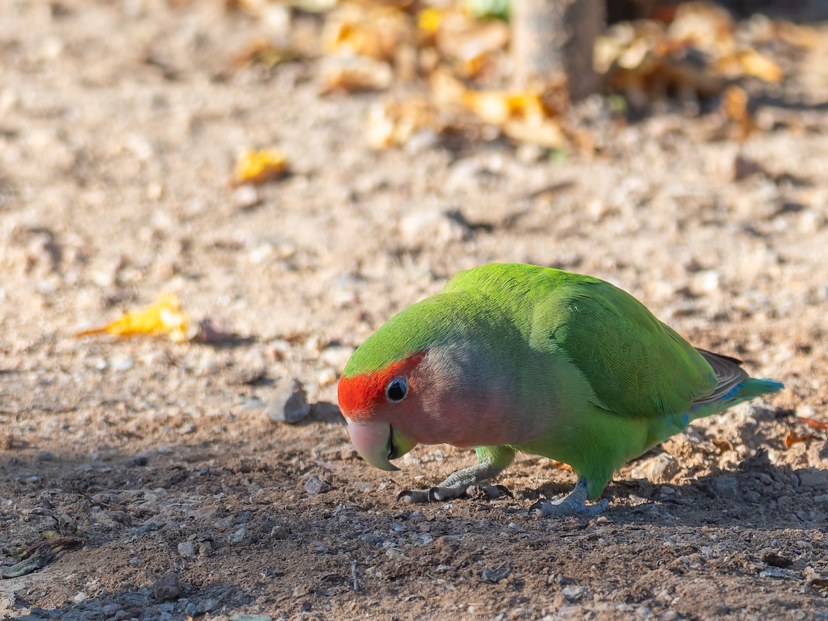 Rosy-faced Lovebird - ML647019725