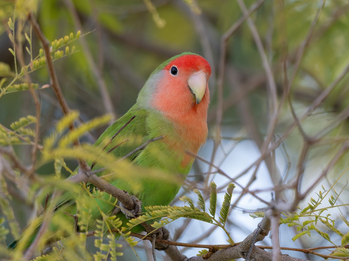 Rosy-faced Lovebird - ML647019726