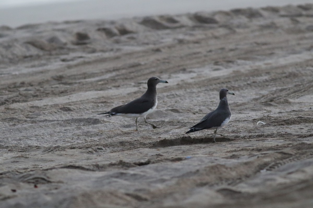 Sooty Gull - ML647019727