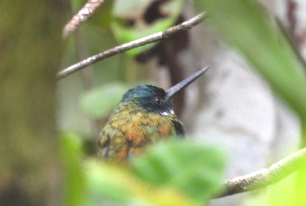 Bronzy Jacamar - ML647019728