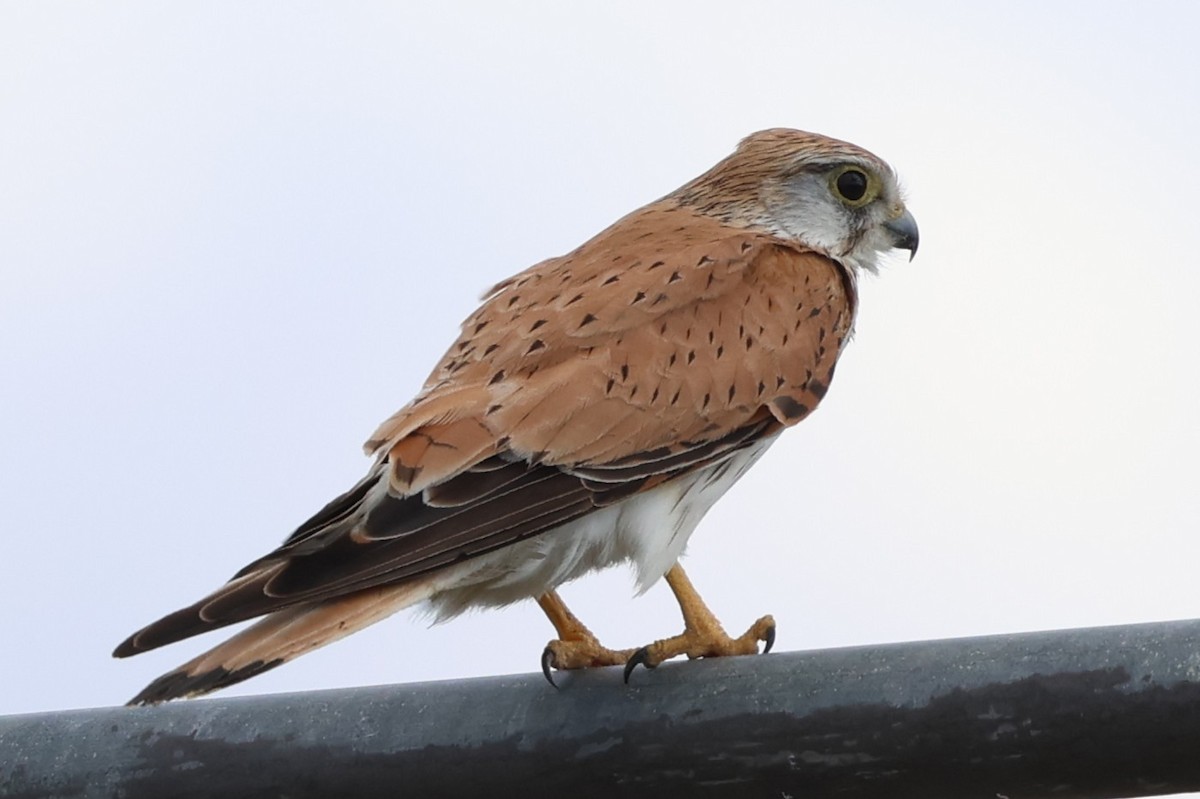 Nankeen Kestrel - ML647019735