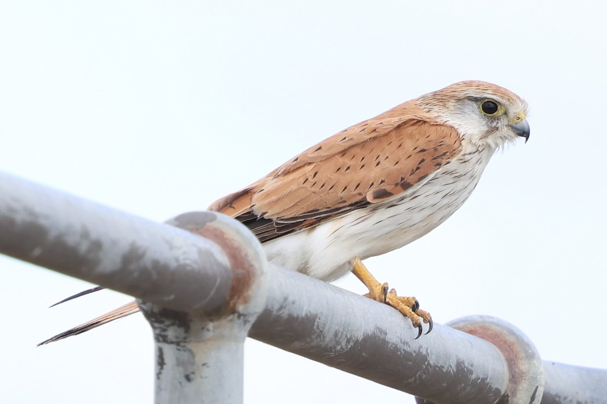 Nankeen Kestrel - ML647019736