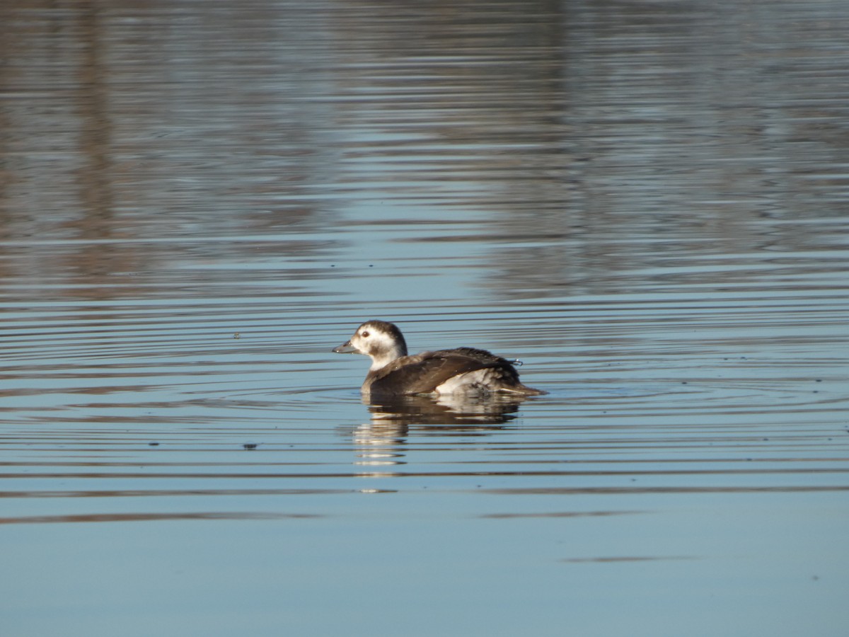 Long-tailed Duck - ML647019737