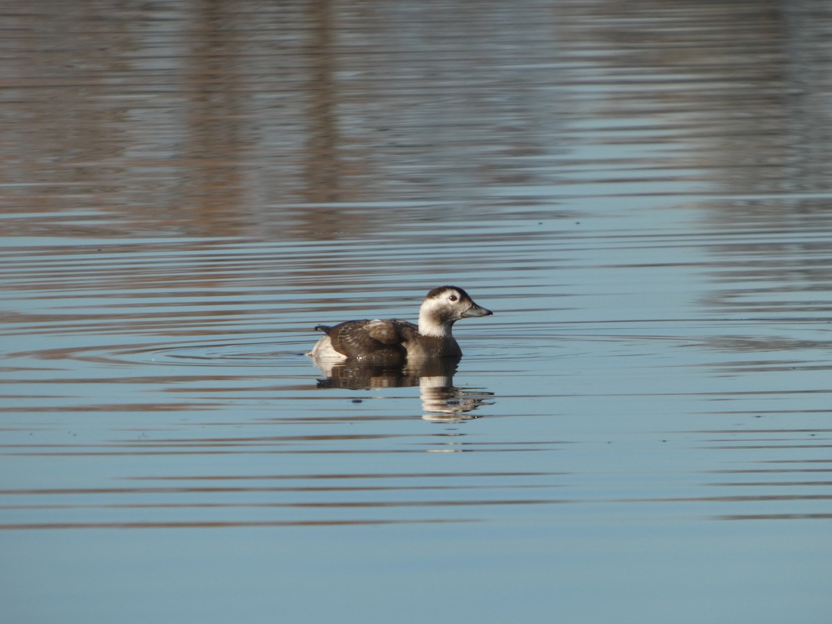 Long-tailed Duck - ML647019738