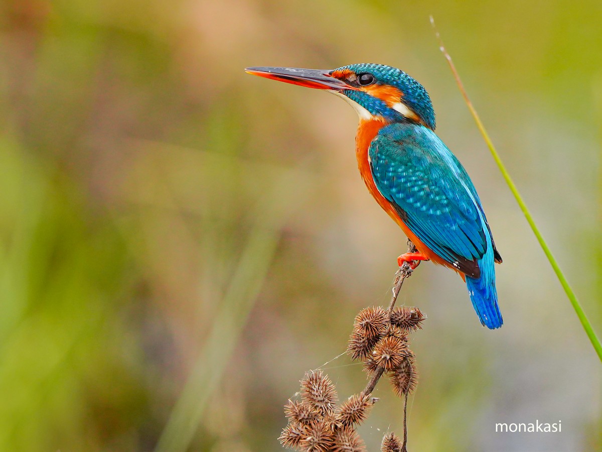Common Kingfisher - ML647019739