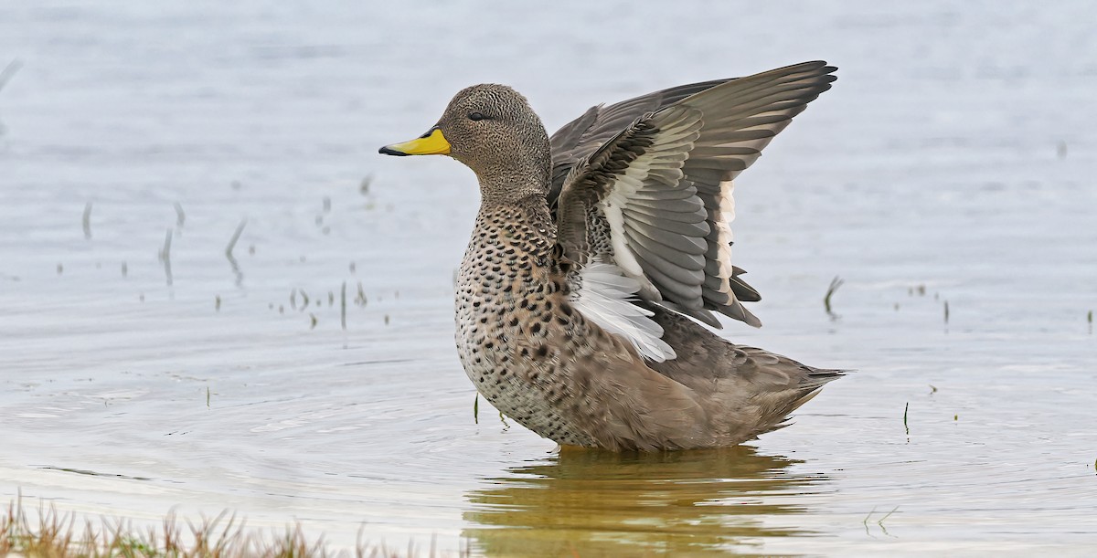 Yellow-billed Teal - ML647019740