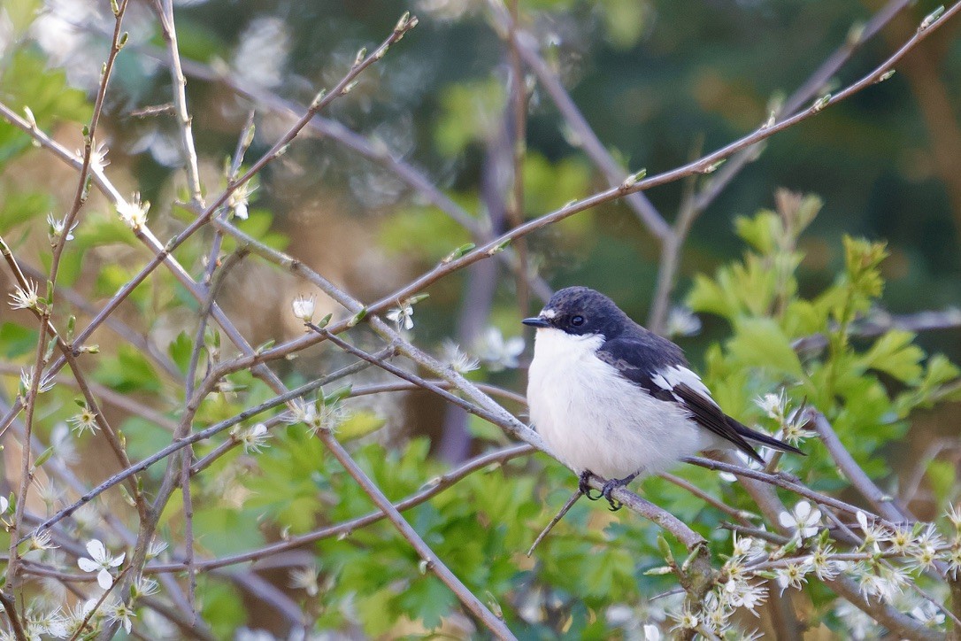 European Pied Flycatcher - ML647019741