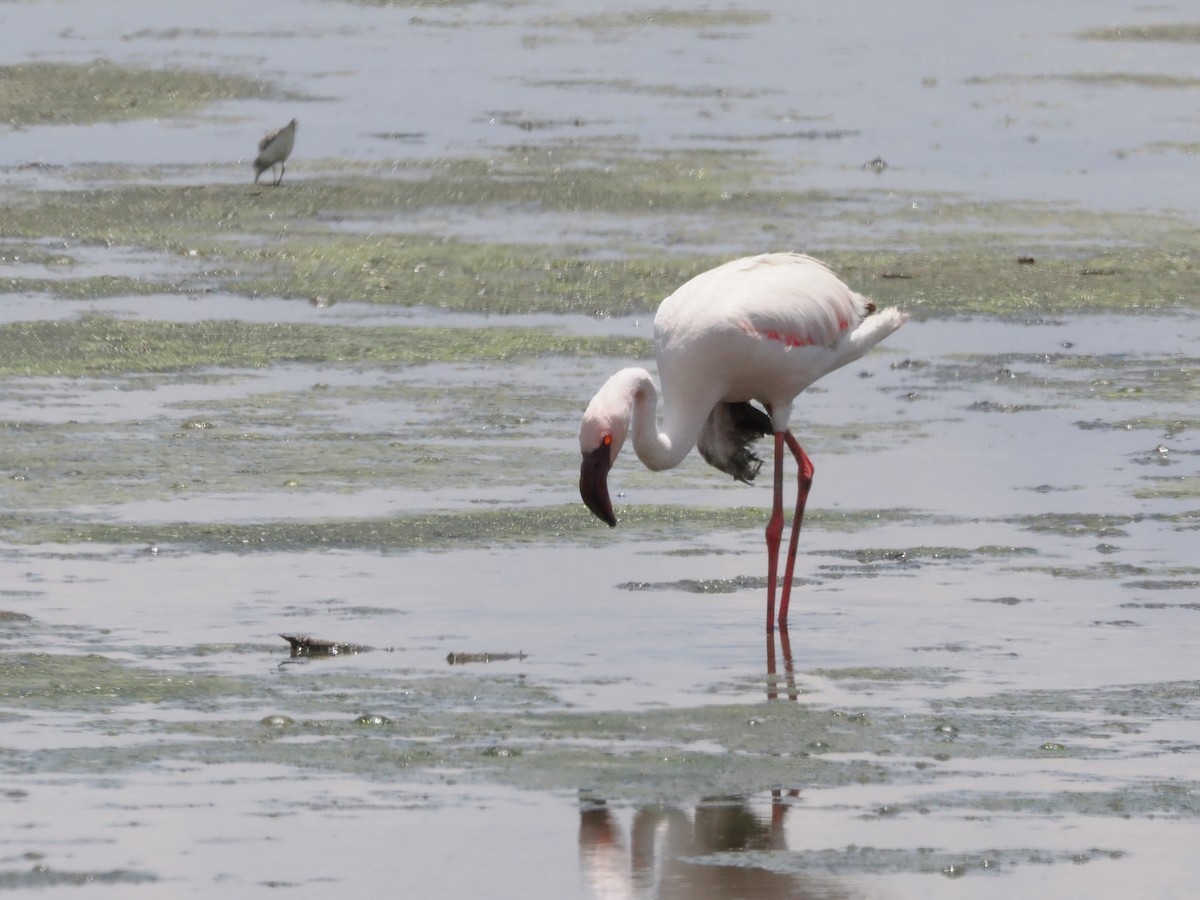 Lesser Flamingo - ML647019742