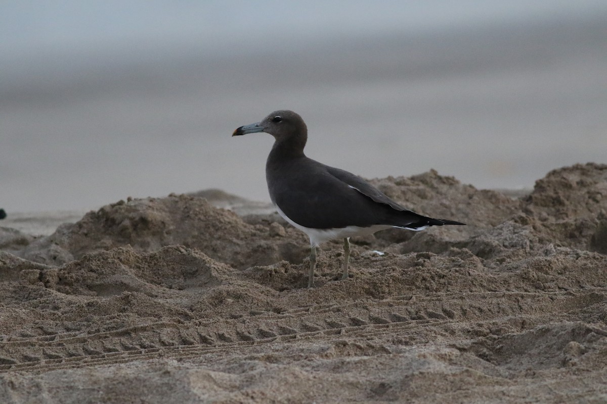 ススケカモメ - ML647019743