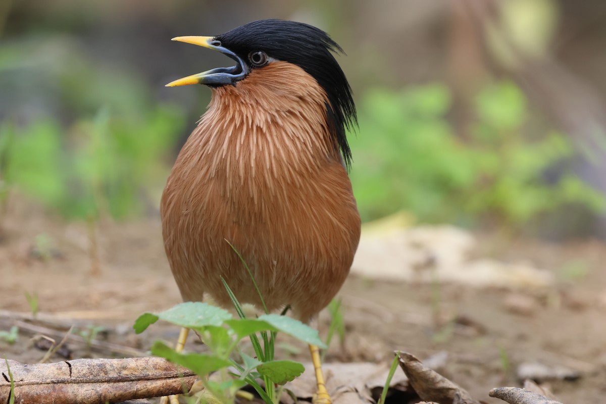 ズグロムクドリ - ML647019745