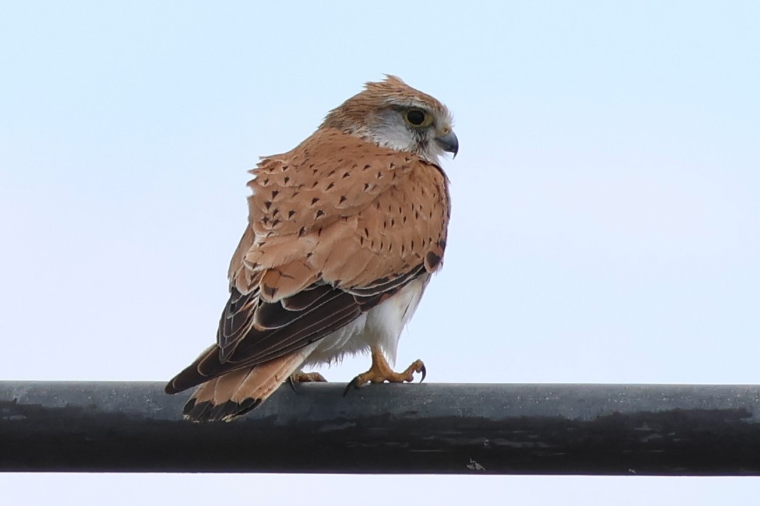 poštolka australská - ML647019748