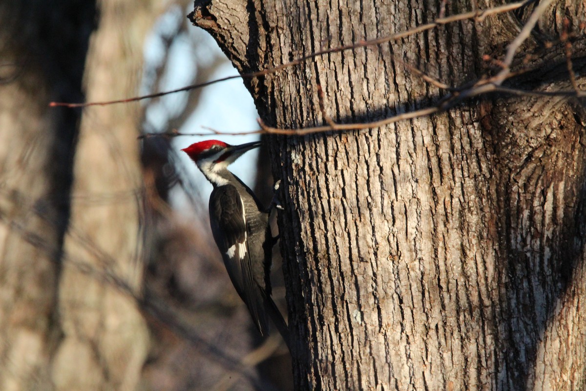 エボシクマゲラ - ML647019749