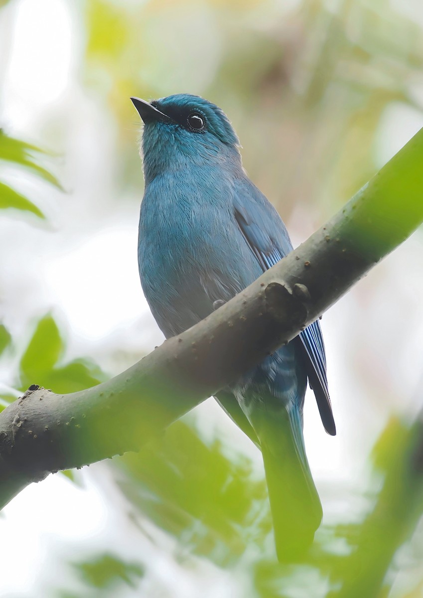 ロクショウヒタキ - ML647019750