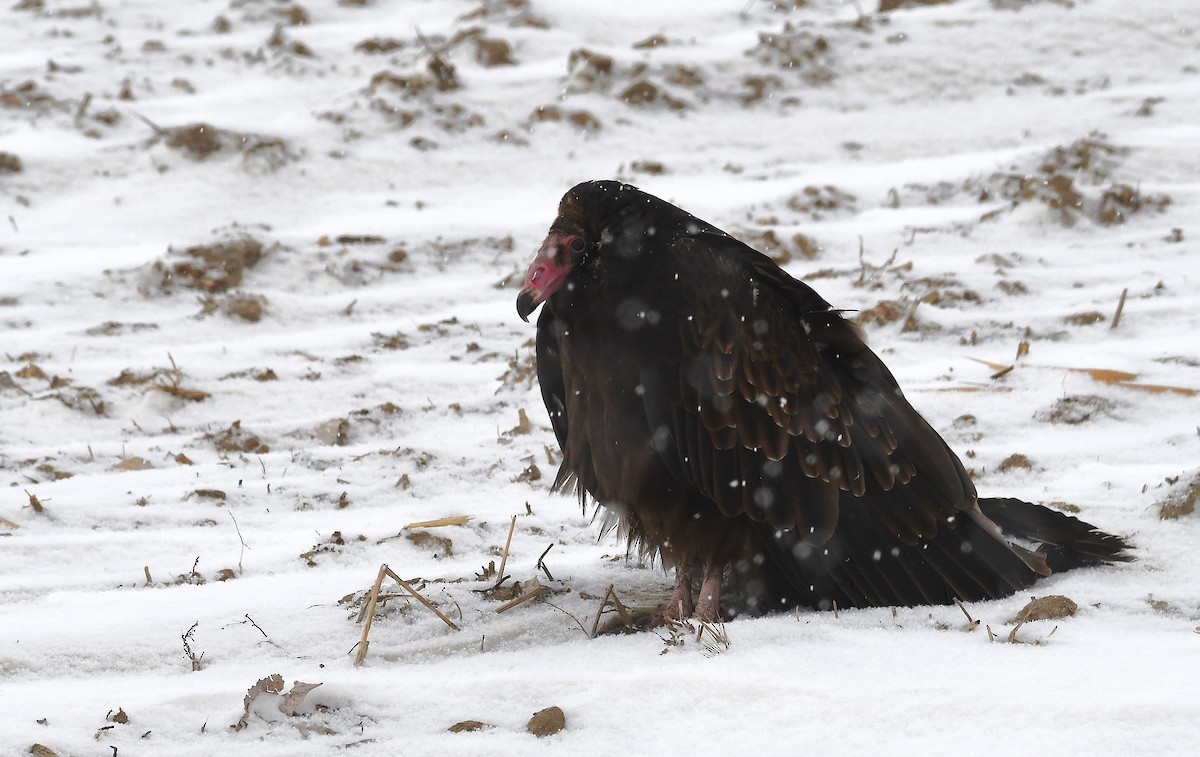 ヒメコンドル - ML647019752