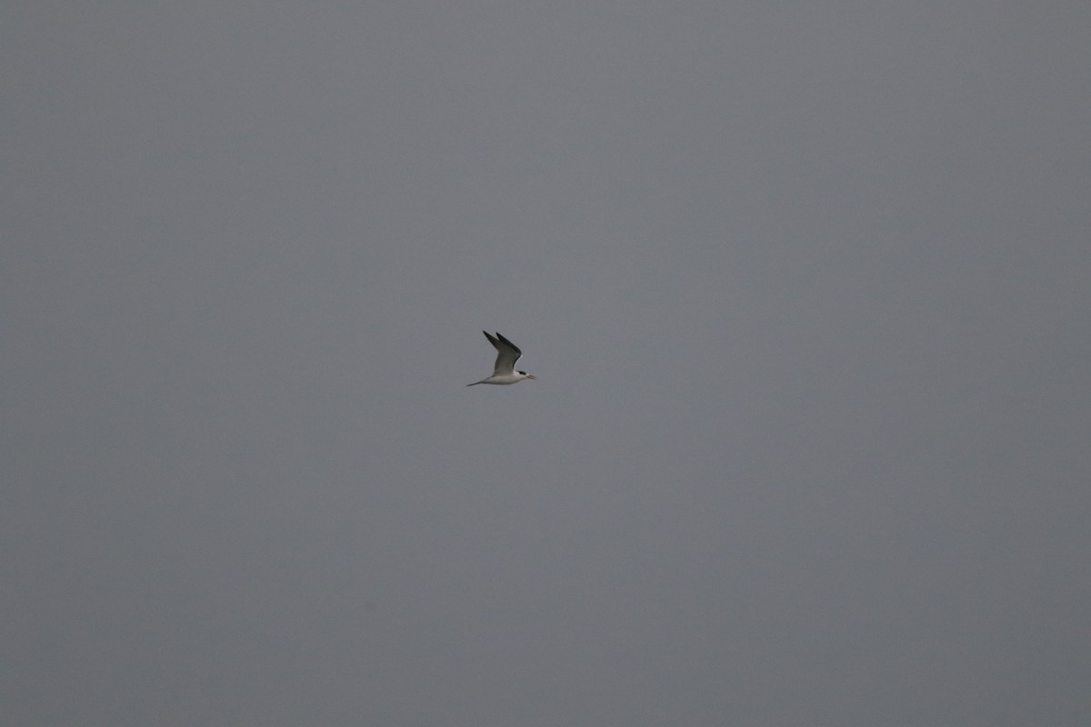 オオアジサシ - ML647019753