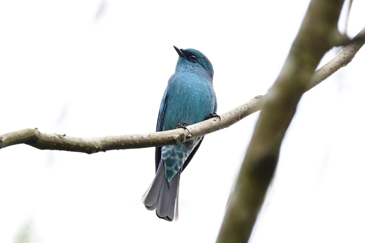 ロクショウヒタキ - ML647019757