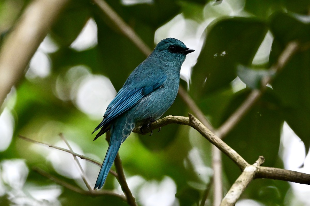 ロクショウヒタキ - ML647019758