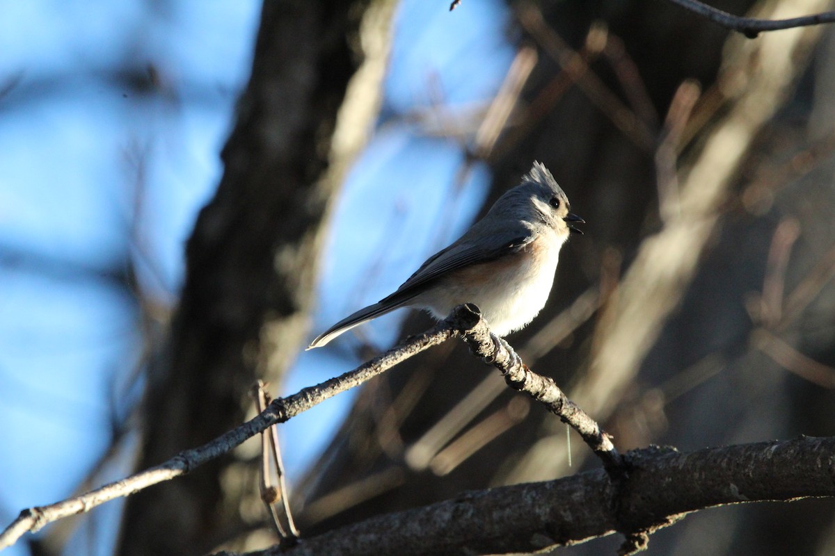 エボシガラ - ML647019759