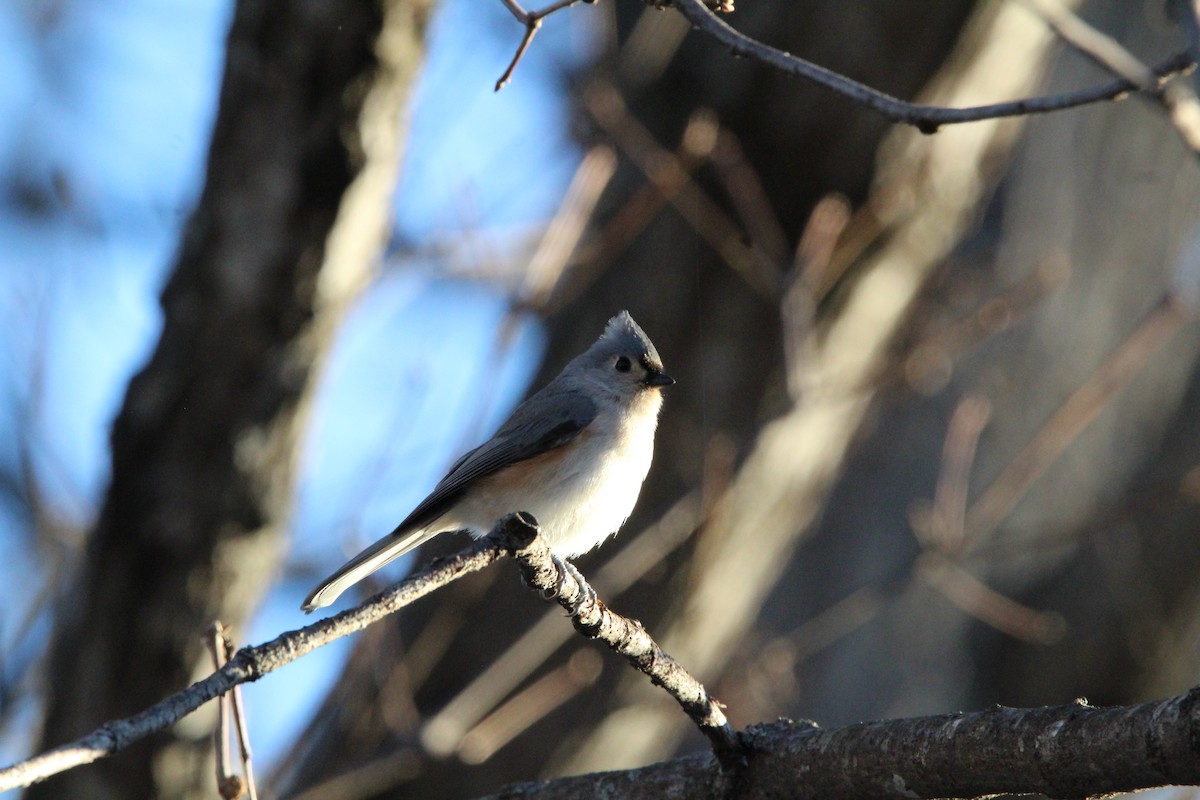 エボシガラ - ML647019760