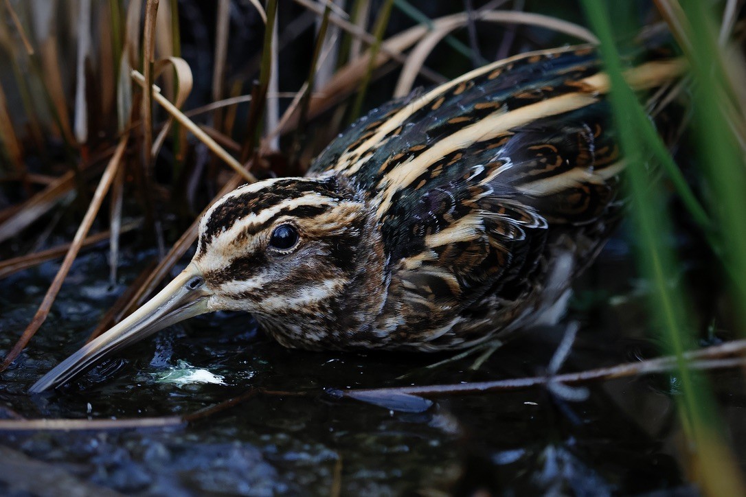 コシギ - ML647019761