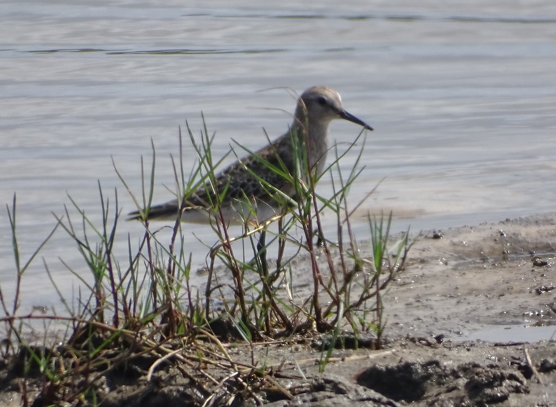 コシジロウズラシギ - ML647019763