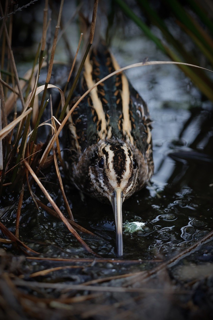 コシギ - ML647019764