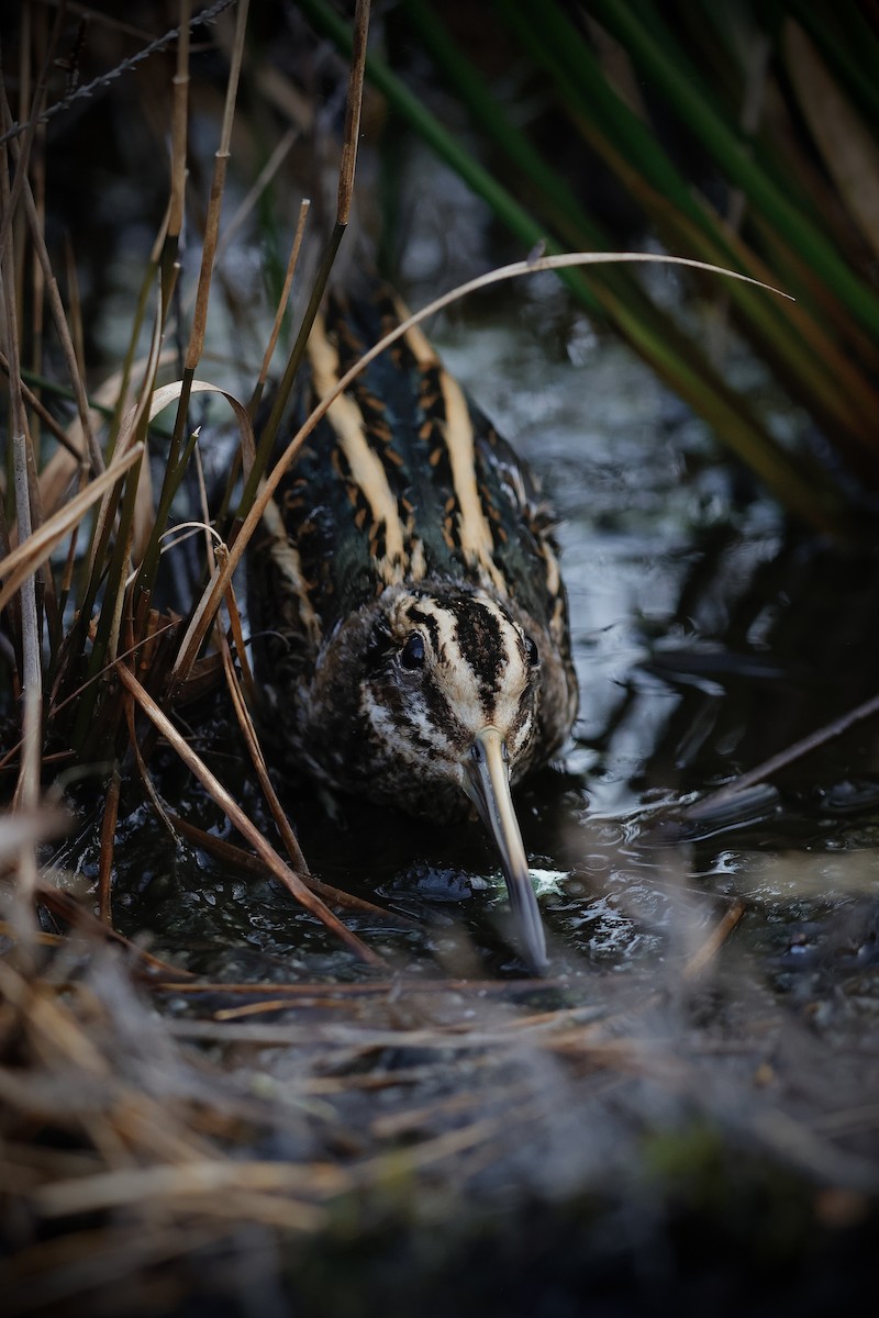 コシギ - ML647019765