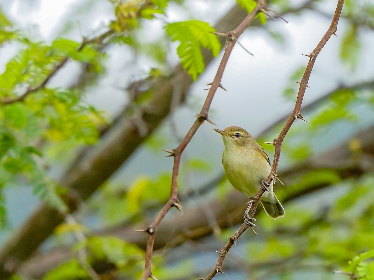 ヒメウタイムシクイ - ML647019768
