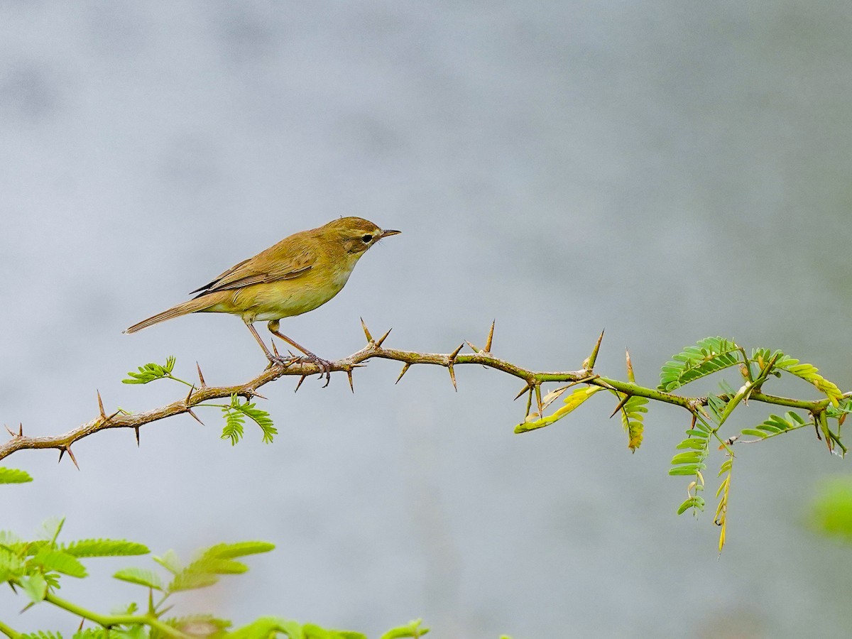 ヒメウタイムシクイ - ML647019769