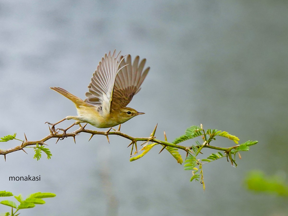 ヒメウタイムシクイ - ML647019770