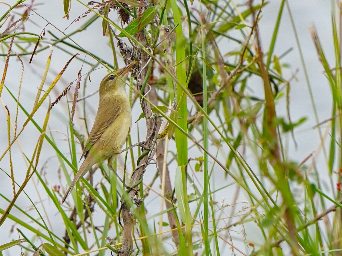 ヒメウタイムシクイ - ML647019771