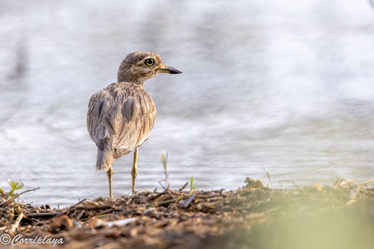 コイシチドリ - ML647019774