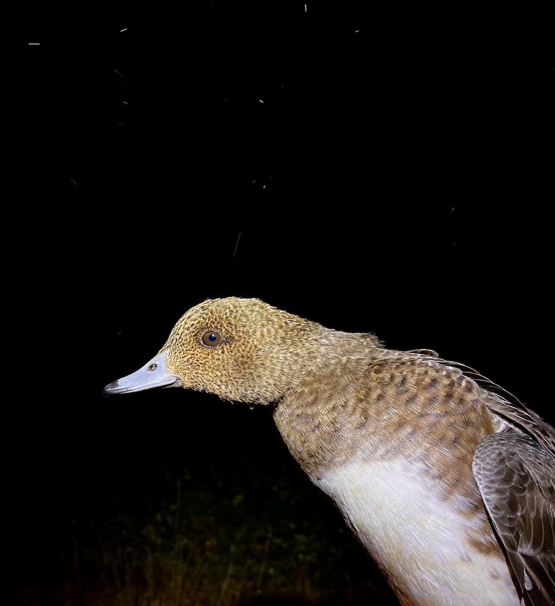 ヒドリガモ - ML647019775