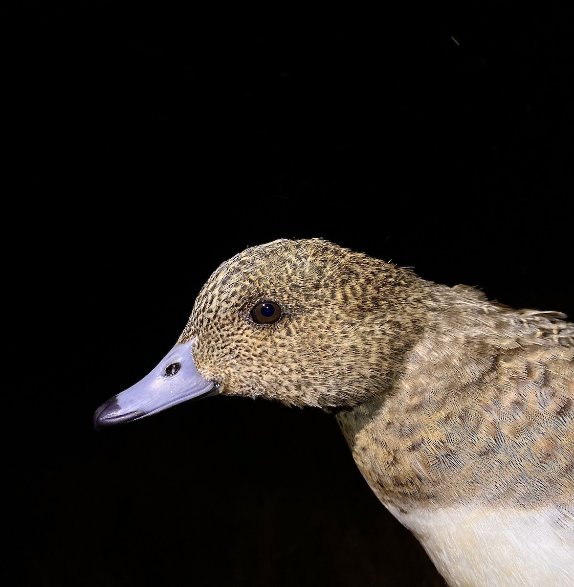 ヒドリガモ - ML647019776