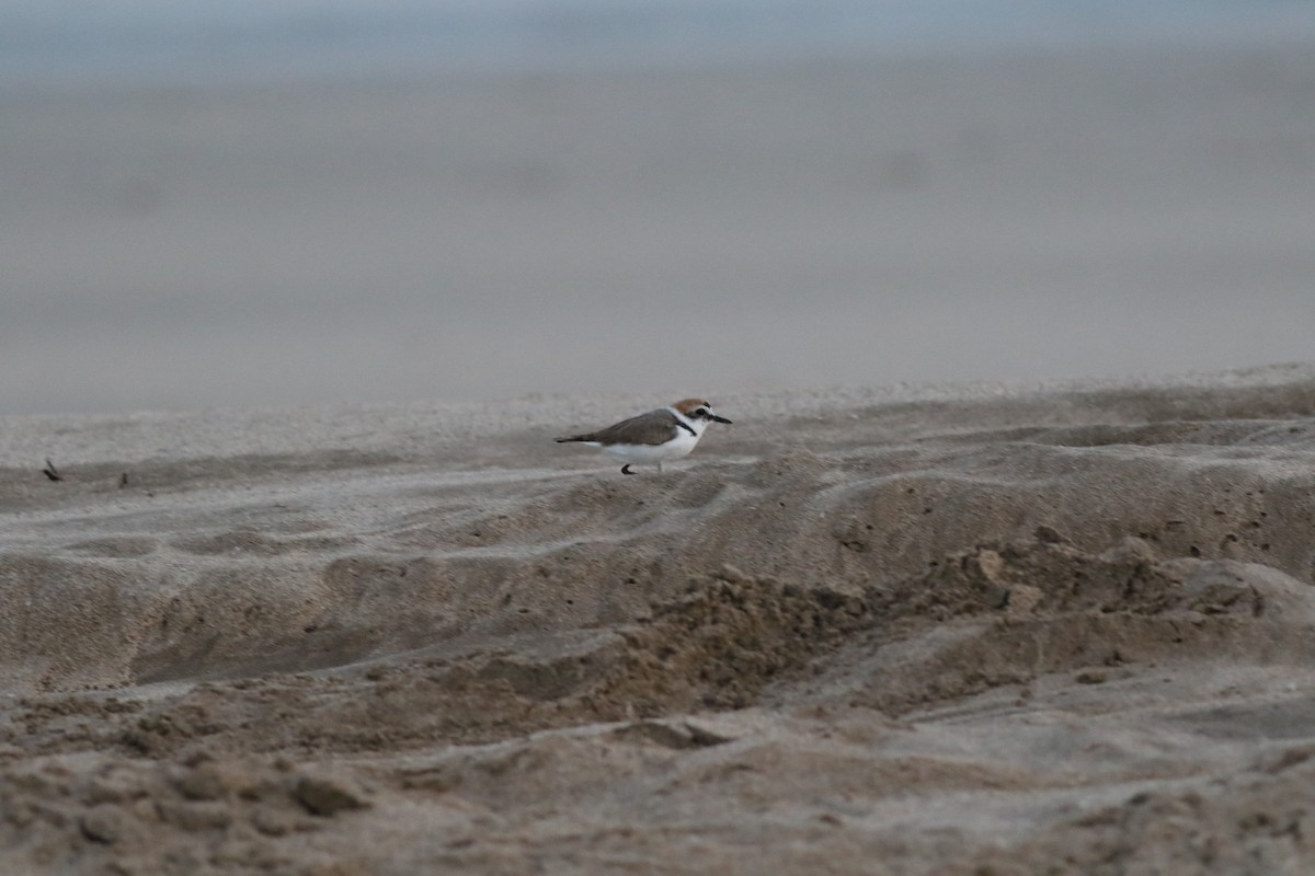 シロチドリ - ML647019777