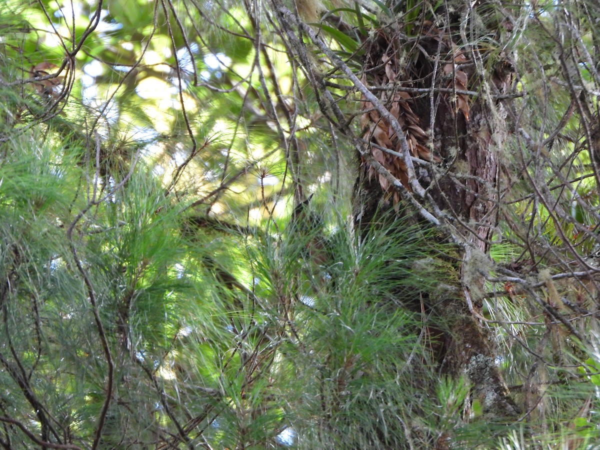 Buffy Tuftedcheek - ML647019778