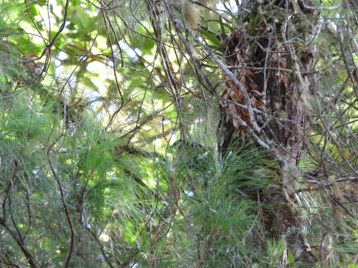 Buffy Tuftedcheek - ML647019779