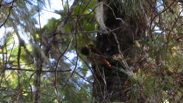 Buffy Tuftedcheek - ML647019780