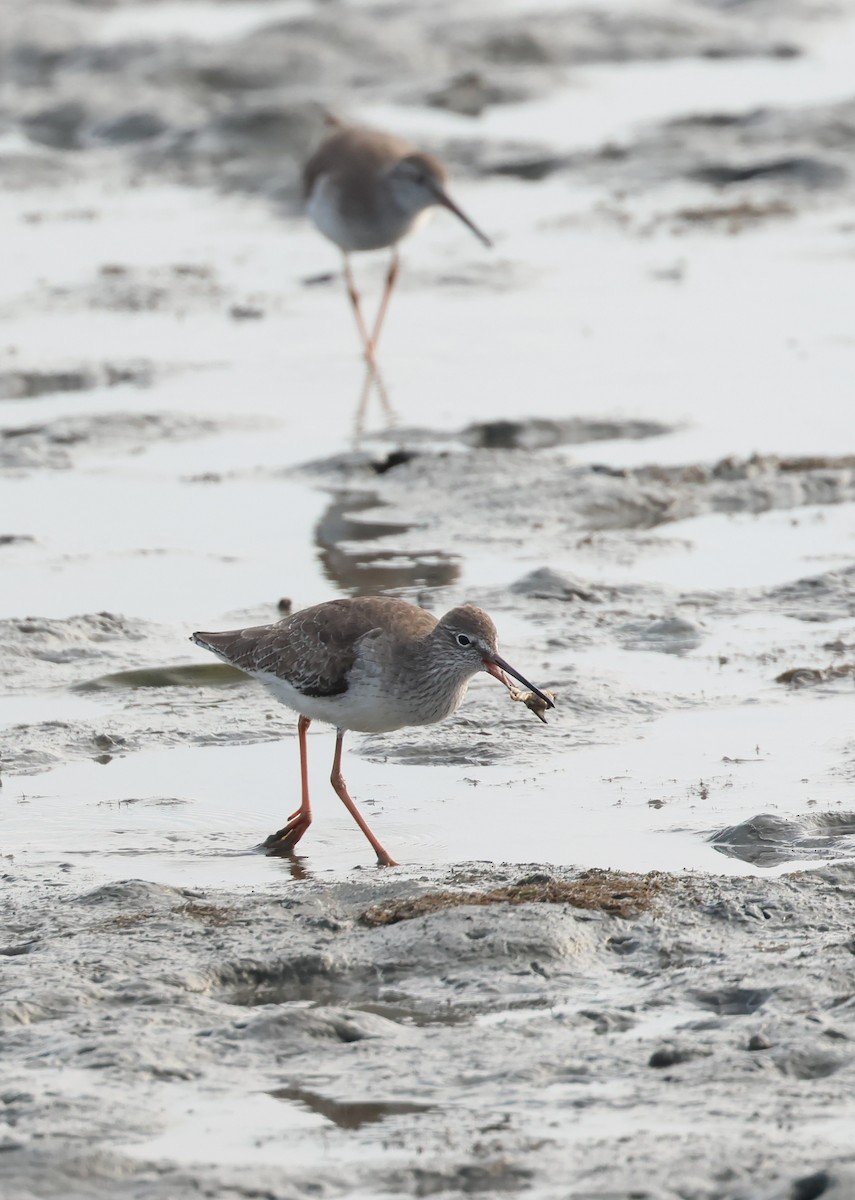 Common Redshank - ML647019782