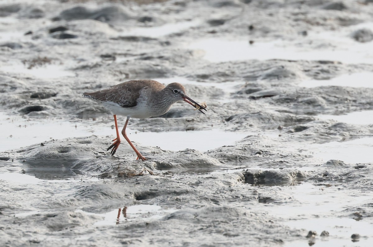 Common Redshank - ML647019783