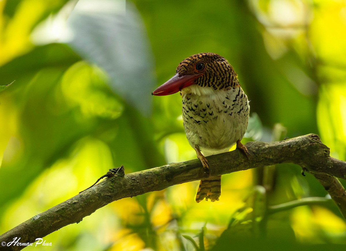 Banded Kingfisher - ML647019784