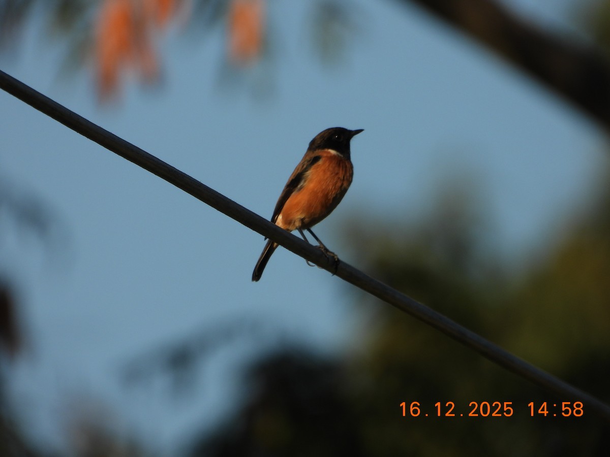 Siberian Stonechat - ML647019788