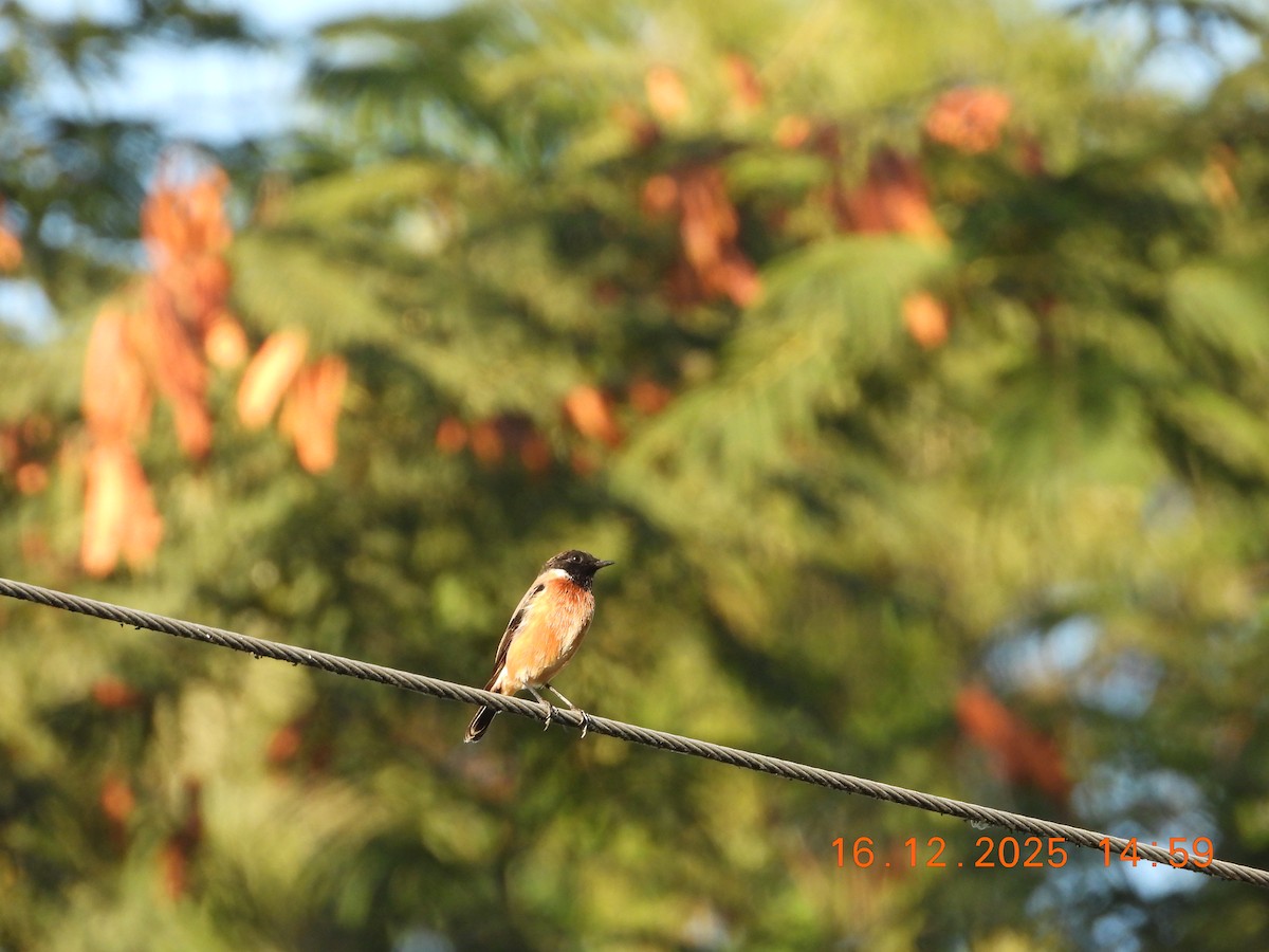 Siberian Stonechat - ML647019789